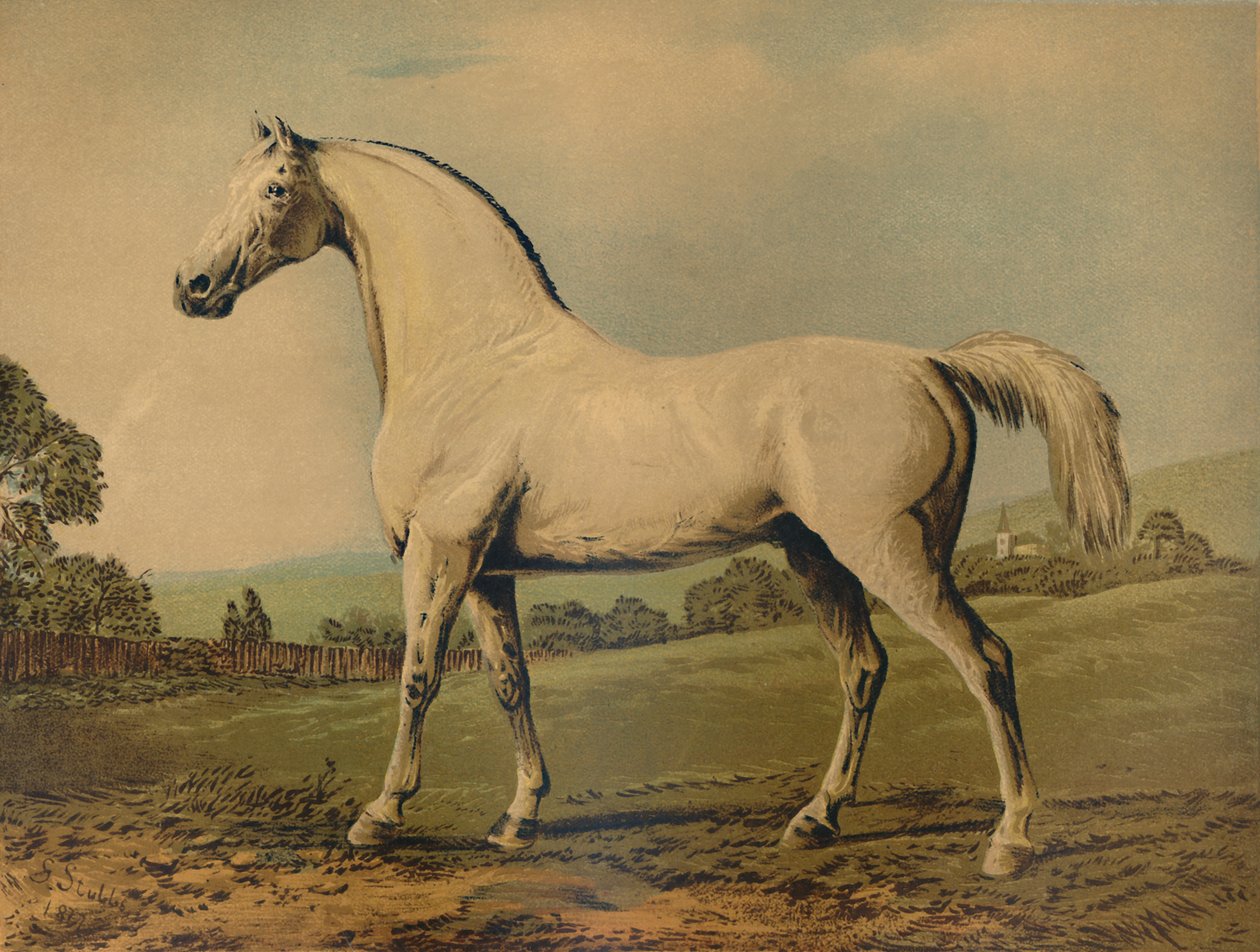 Mambrino. Wyhodowany przez Lorda Grosvenora, ok. 1770, ok. 1879. autorstwa George Stubbs