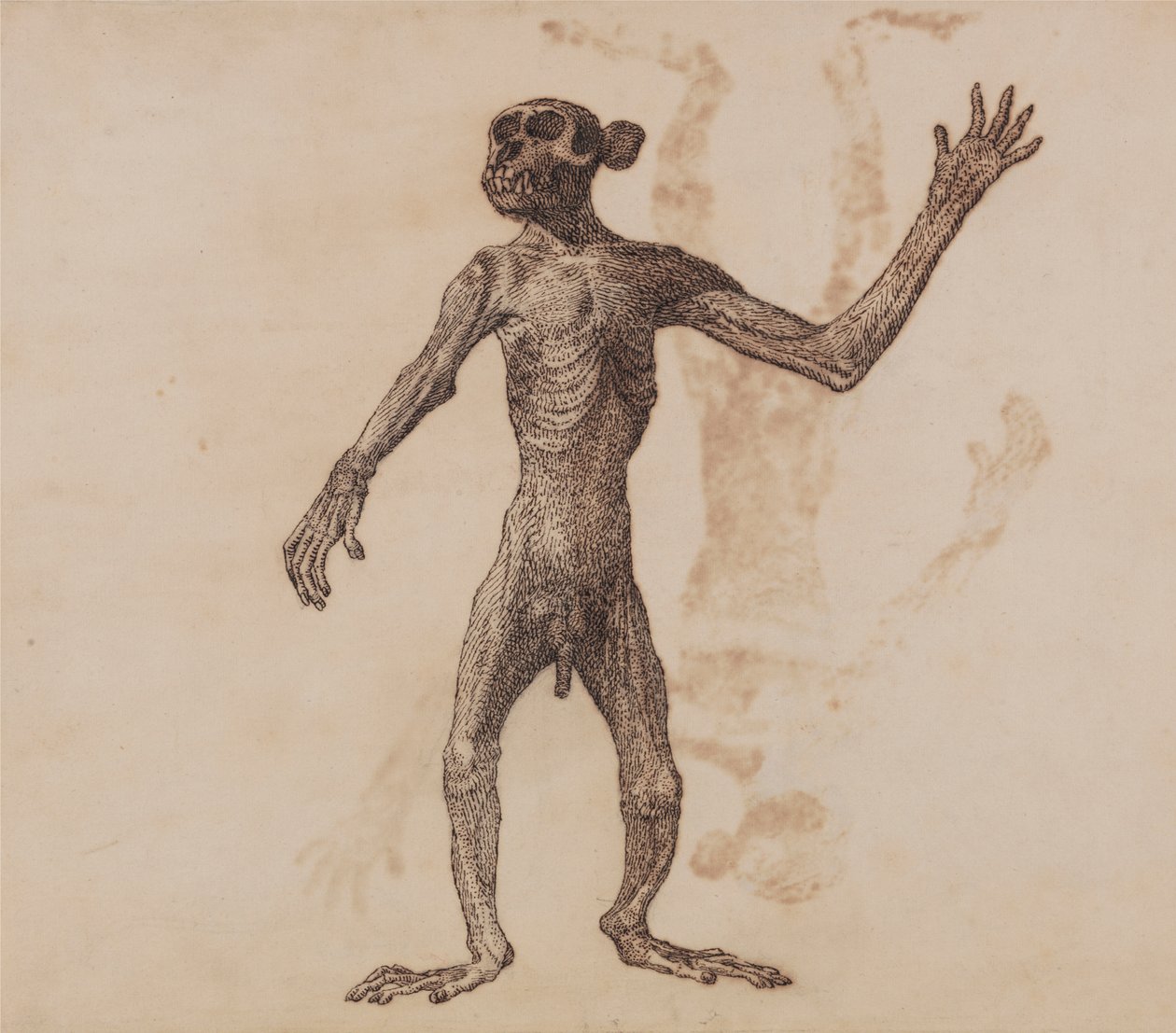 Stojąca Małpa, Widok Z Przodu autorstwa George Stubbs