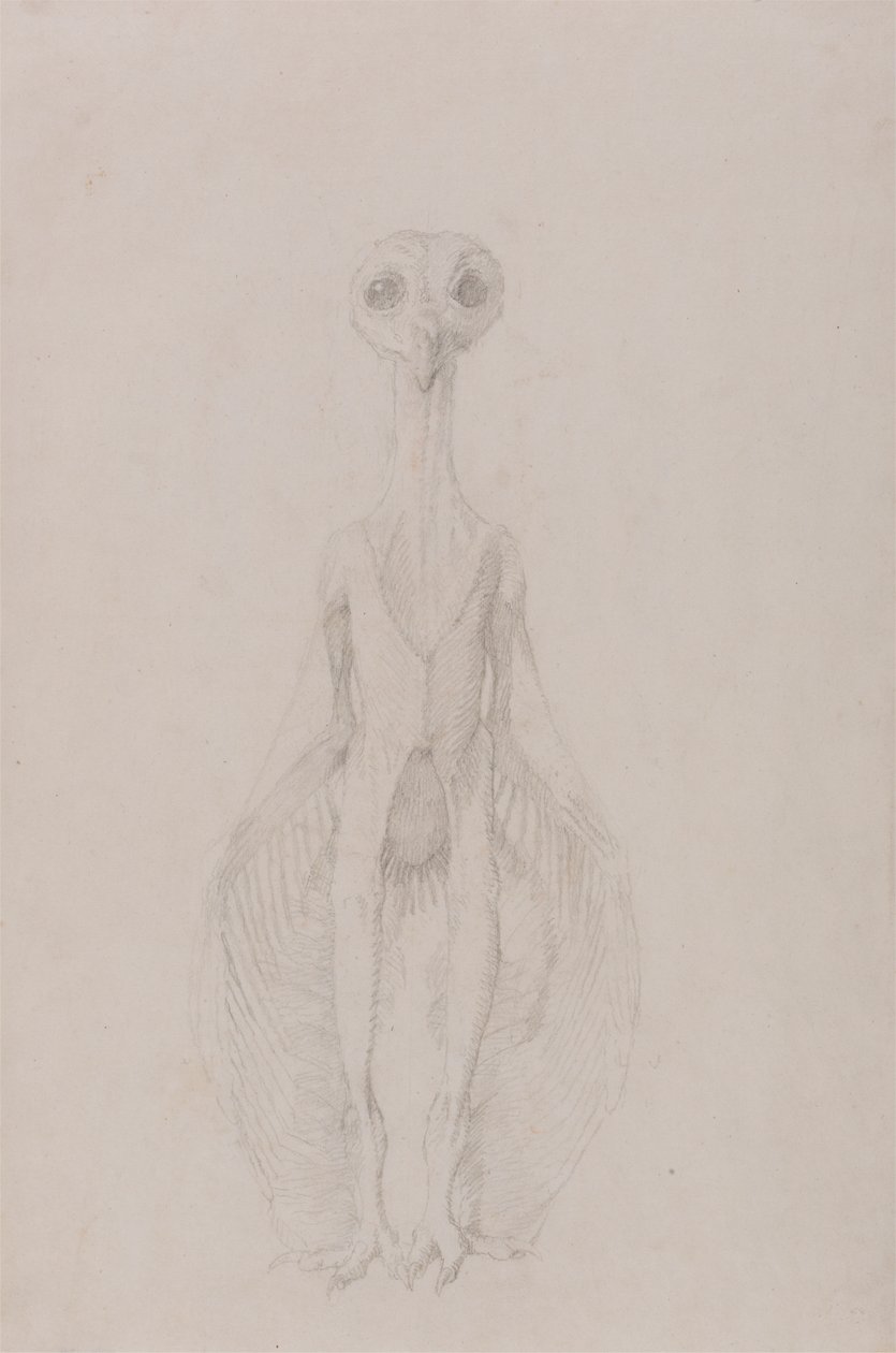 Sowa Stojąca, Widok Z Przodu autorstwa George Stubbs