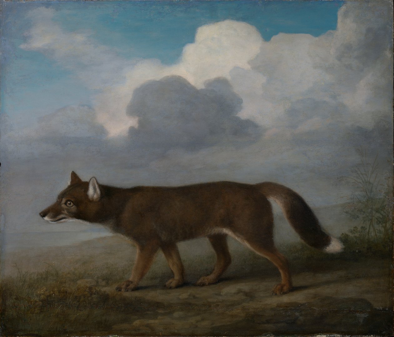 Portret dużego psa (Dingo) autorstwa George Stubbs