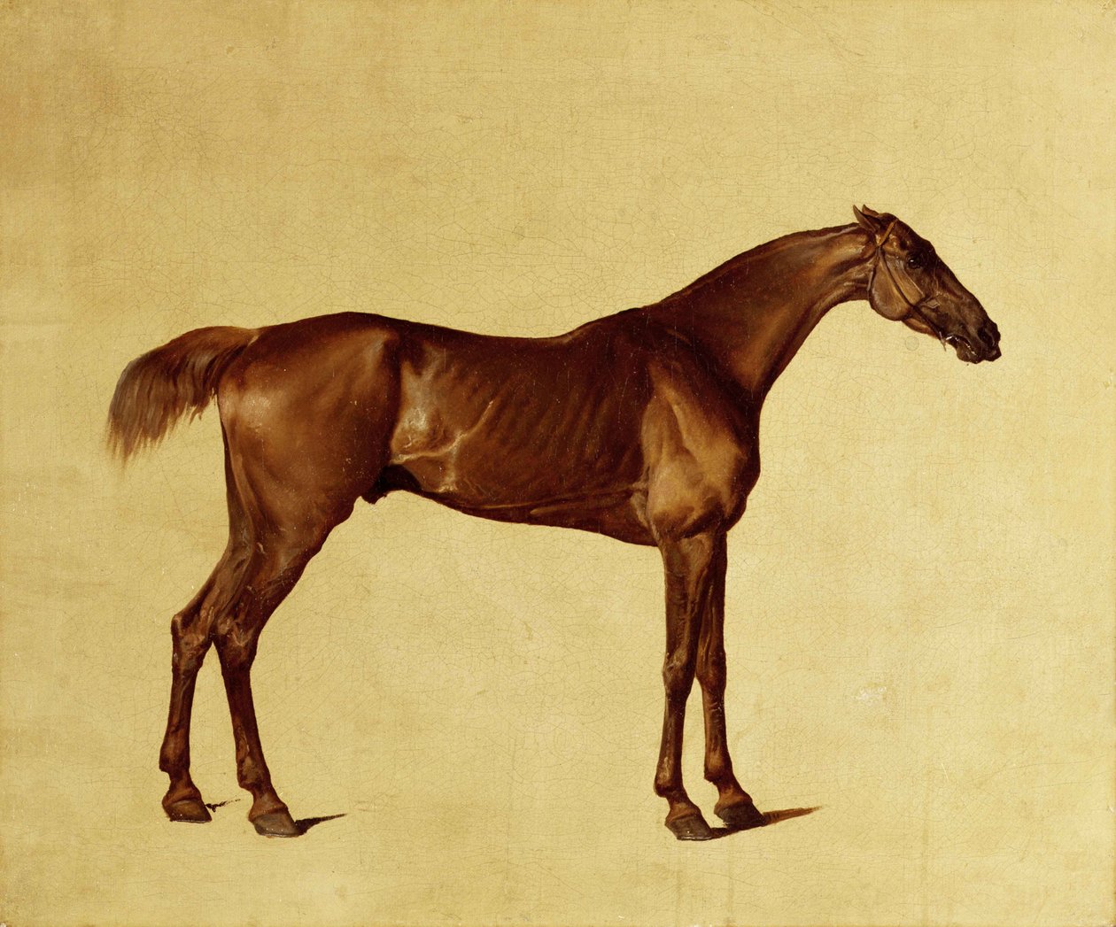Rufus (olej na płótnie) autorstwa George Stubbs