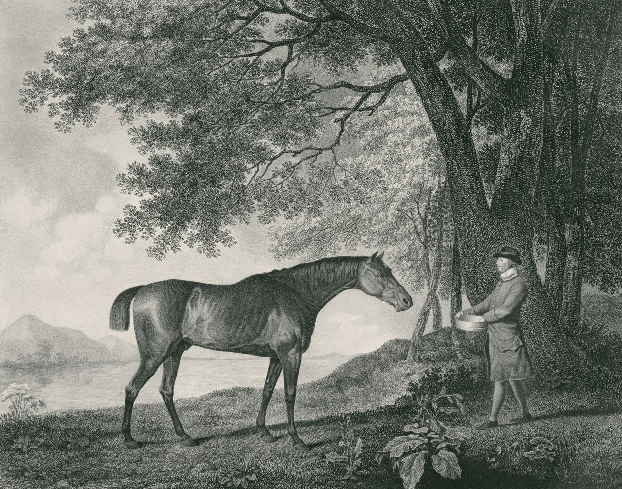 Rekin, ryty przez George Townley Stubbs (1756-1815) wyd. 1794 (akwaforta) autorstwa George Stubbs