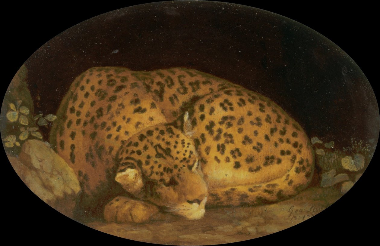 Śpiący lampart autorstwa George Stubbs