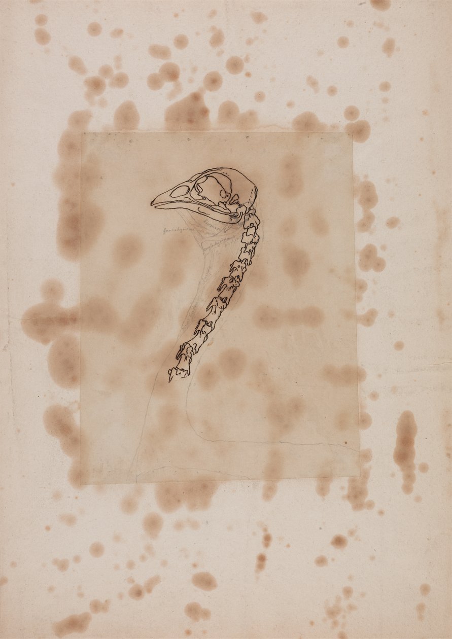 Studium głowy i szyi ptactwa domowego, widok z boku, z Anatomicznej ekspozycji budowy ciała ludzkiego z tygrysem i ptactwem domowym, 1795-1806 (pióro i tusz, grafit na papierze) autorstwa George Stubbs