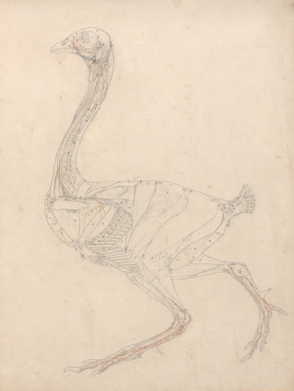 Studium ptactwa, widok boczny, diagram klucza do tabeli XV, z porównawczej ekspozycji anatomicznej budowy ciała ludzkiego z ciałem tygrysa i ptactwa zwyczajnego, 1795-1806 (grafit i re. autorstwa George Stubbs