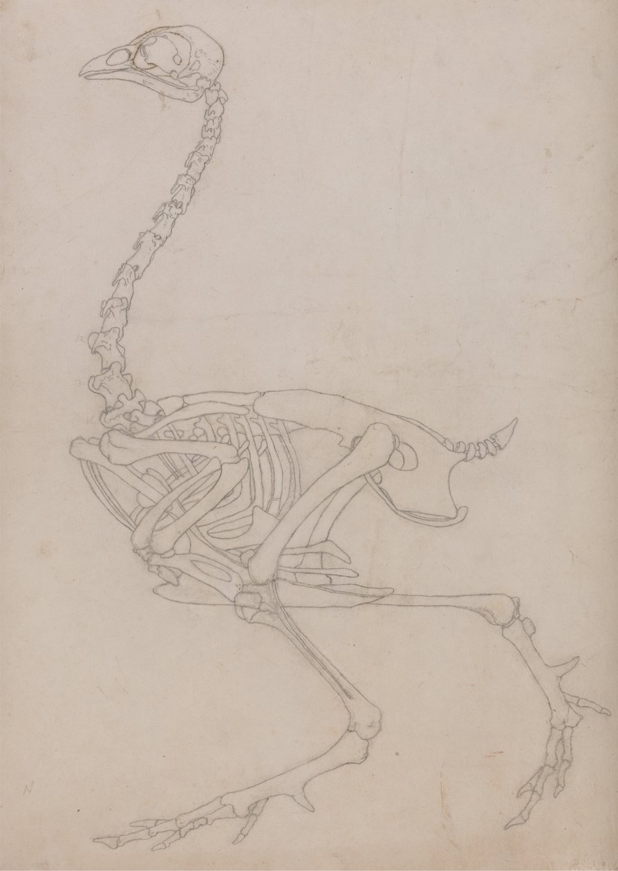 Studium ptactwa, widok boczny, z porównawczej ekspozycji anatomicznej budowy ciała ludzkiego z ciałem tygrysa i drobiu zwyczajnego, 1795-1806 (grafit na cienkim papierze tkanym) autorstwa George Stubbs