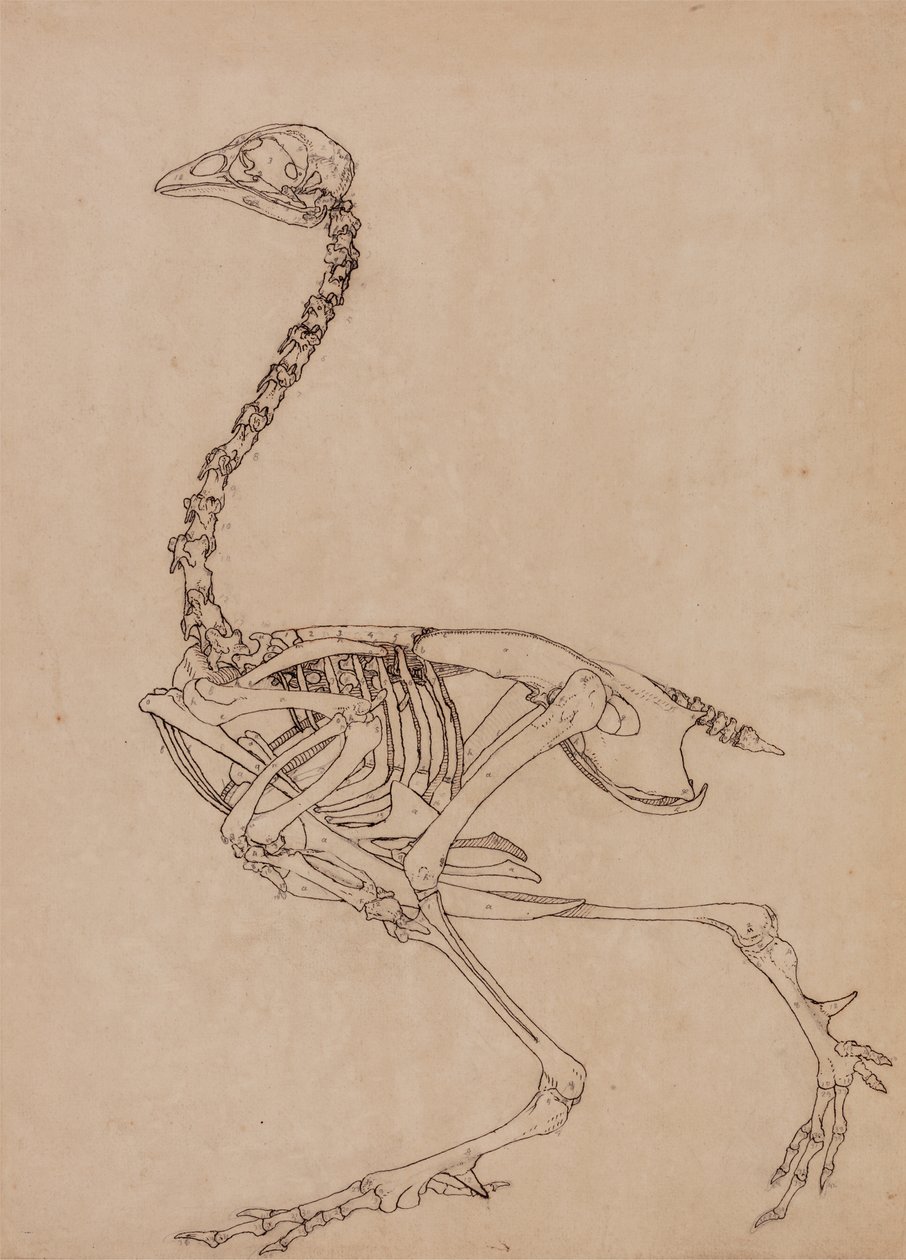 Studium ptaka, widok boczny, z porównawczej ekspozycji anatomicznej budowy ciała ludzkiego z ciałem tygrysa i drobiu zwyczajnego, 1795-1806 (pióro i atrament oraz grafit na cienkim papierze tkanym) autorstwa George Stubbs