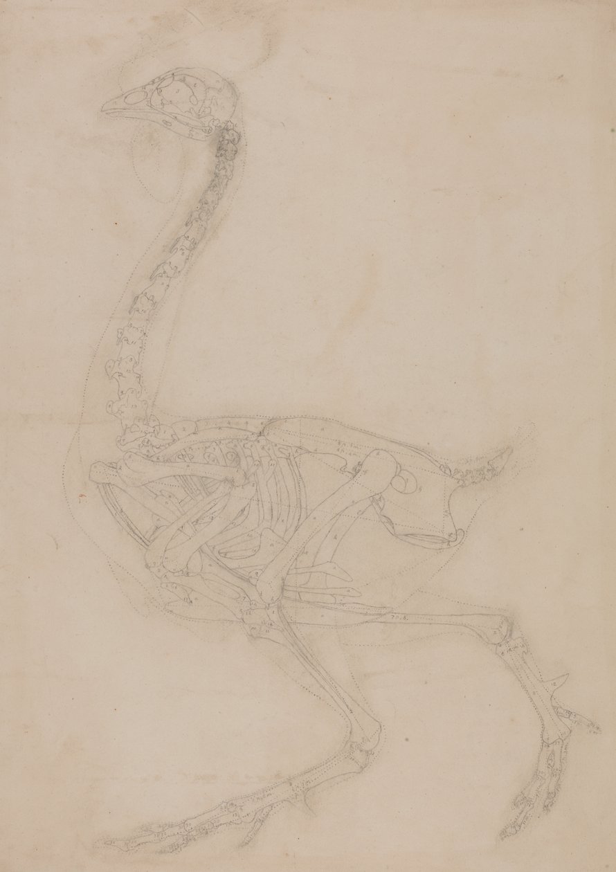 Studium ptaka, widok boczny, z porównawczej ekspozycji anatomicznej budowy ciała ludzkiego z ciałem tygrysa i drobiu zwyczajnego, 1795-1806 (grafit na papierze tkanym) autorstwa George Stubbs