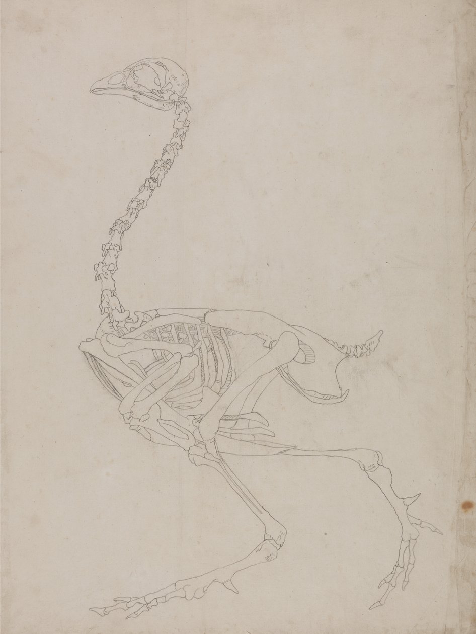 Studium ptactwa, widok boczny, z porównawczej ekspozycji anatomicznej budowy ciała ludzkiego z ciałem tygrysa i drobiu zwyczajnego, 1795-1806 (grafit na cienkim papierze tkanym) autorstwa George Stubbs