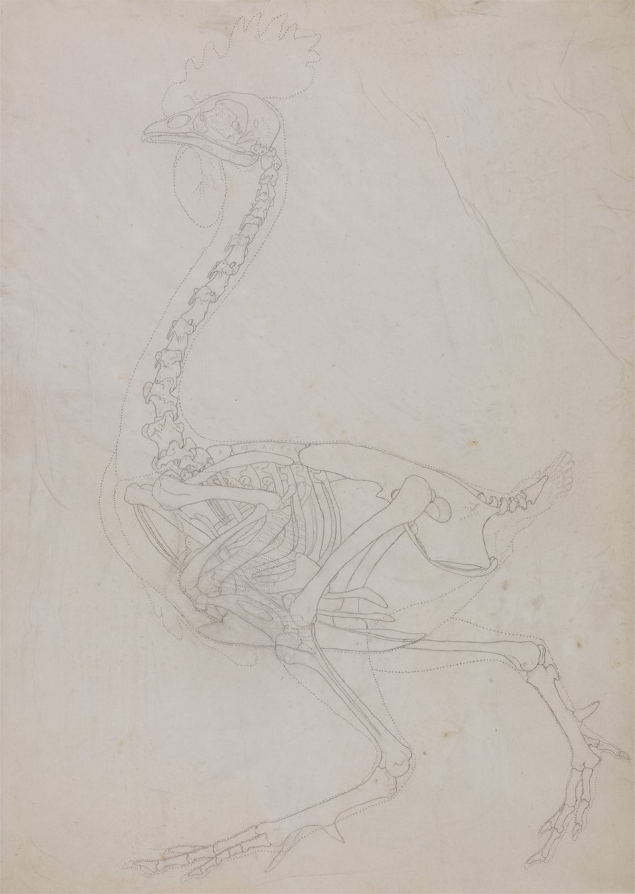 Studium ptactwa, widok boczny, z porównawczej ekspozycji anatomicznej budowy ciała ludzkiego z ciałem tygrysa i drobiu zwyczajnego, 1795-1806 (grafit na cienkim papierze tkanym) autorstwa George Stubbs
