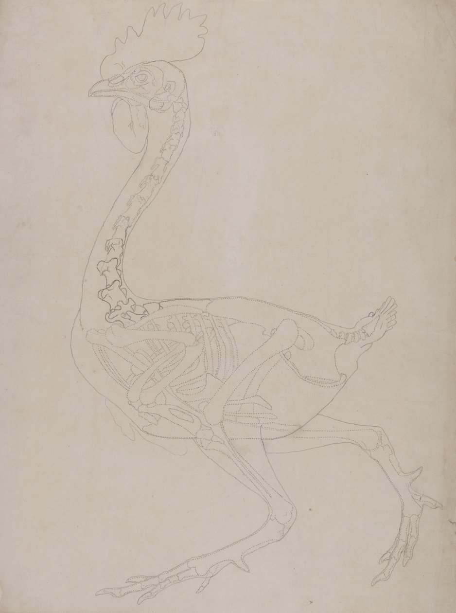 Studium ptactwa, widok boczny, z porównawczej ekspozycji anatomicznej budowy ciała ludzkiego z ciałem tygrysa i drobiu zwyczajnego, 1795-1806 (grafit na cienkim papierze tkanym) autorstwa George Stubbs