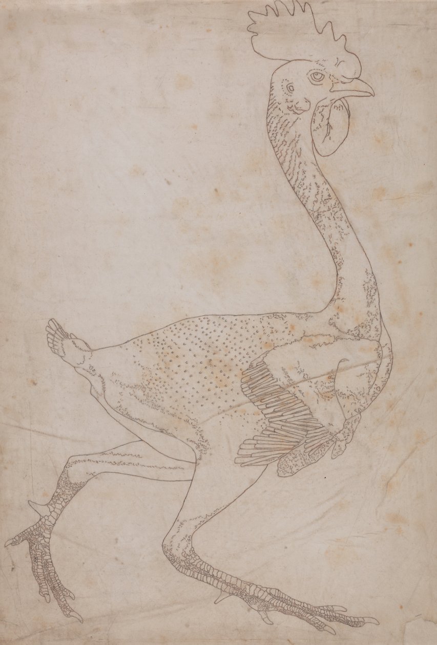 Studium ptactwa domowego, widok z boku, z wystawy Anatomia porównawcza budowy ciała ludzkiego z budową ciała tygrysa i ptactwa domowego, 1795-1806 (grafit i czerwona kreda na papierze) autorstwa George Stubbs
