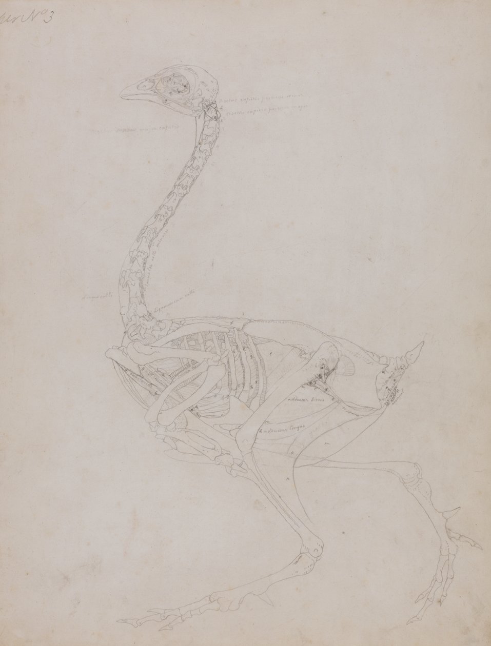 Studium ptactwa, widok boczny, z porównawczej ekspozycji anatomicznej budowy ciała ludzkiego z ciałem tygrysa i drobiu zwyczajnego, 1795-1806 (grafit na cienkim papierze tkanym) autorstwa George Stubbs