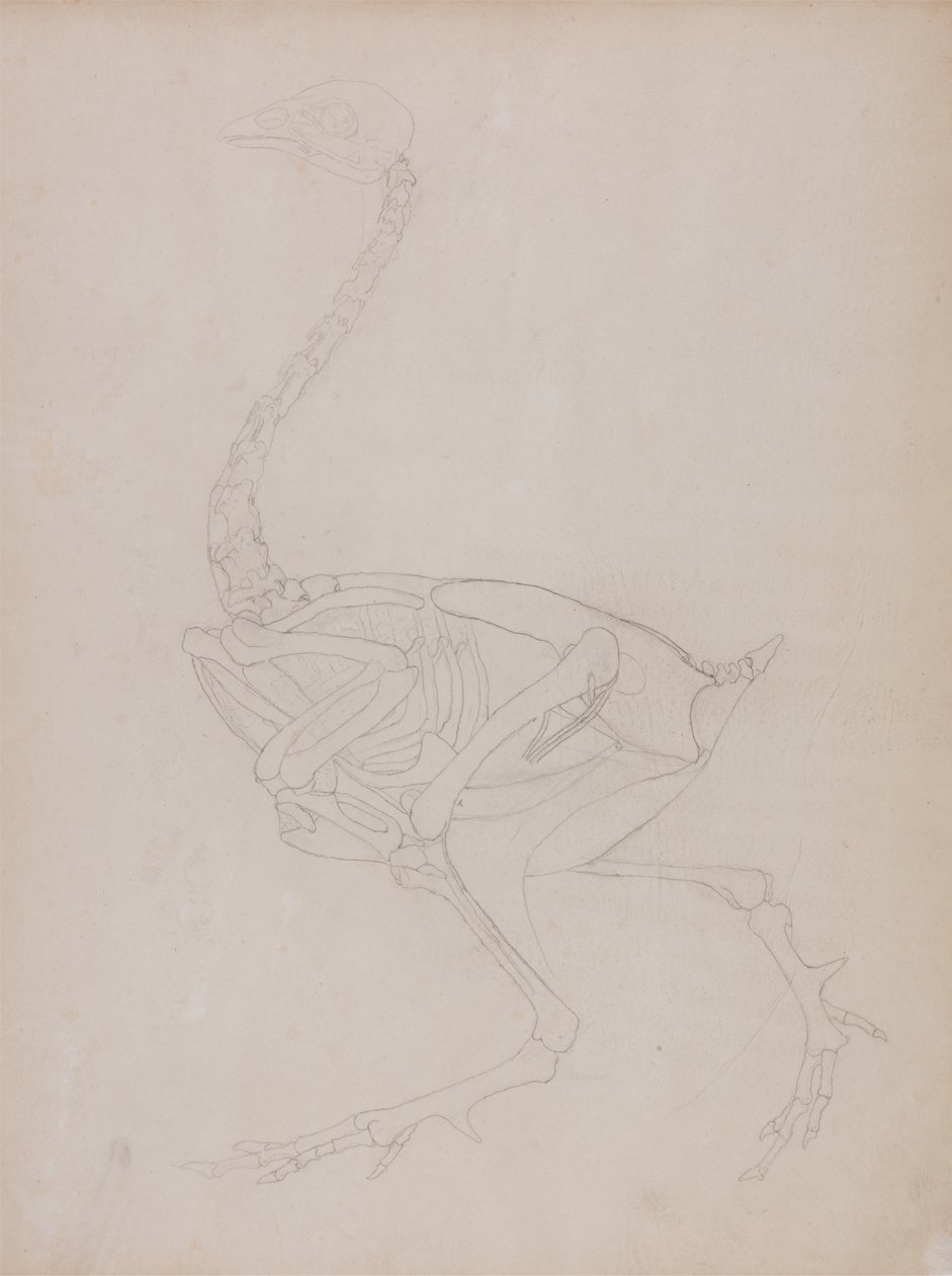 Studium ptactwa, widok boczny, z porównawczej ekspozycji anatomicznej budowy ciała ludzkiego z ciałem tygrysa i drobiu zwyczajnego, 1795-1806 (grafit na cienkim papierze tkanym) autorstwa George Stubbs