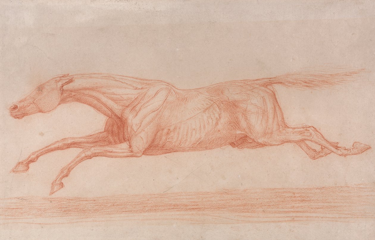 Studium konia wyścigowego w akcji: galopujący w lewo, półanatomiczne studium ze skórą obdartą w celu pokazania działania mięśni autorstwa George Stubbs