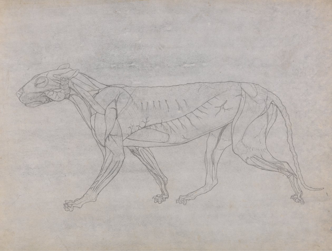 Studium tygrysa, widok boczny, z porównania anatomicznej ekspozycji budowy ciała ludzkiego z ciałem tygrysa i drobiu zwyczajnego, c.1795-1806 (grafit i atrament na papierze na naboje) autorstwa George Stubbs