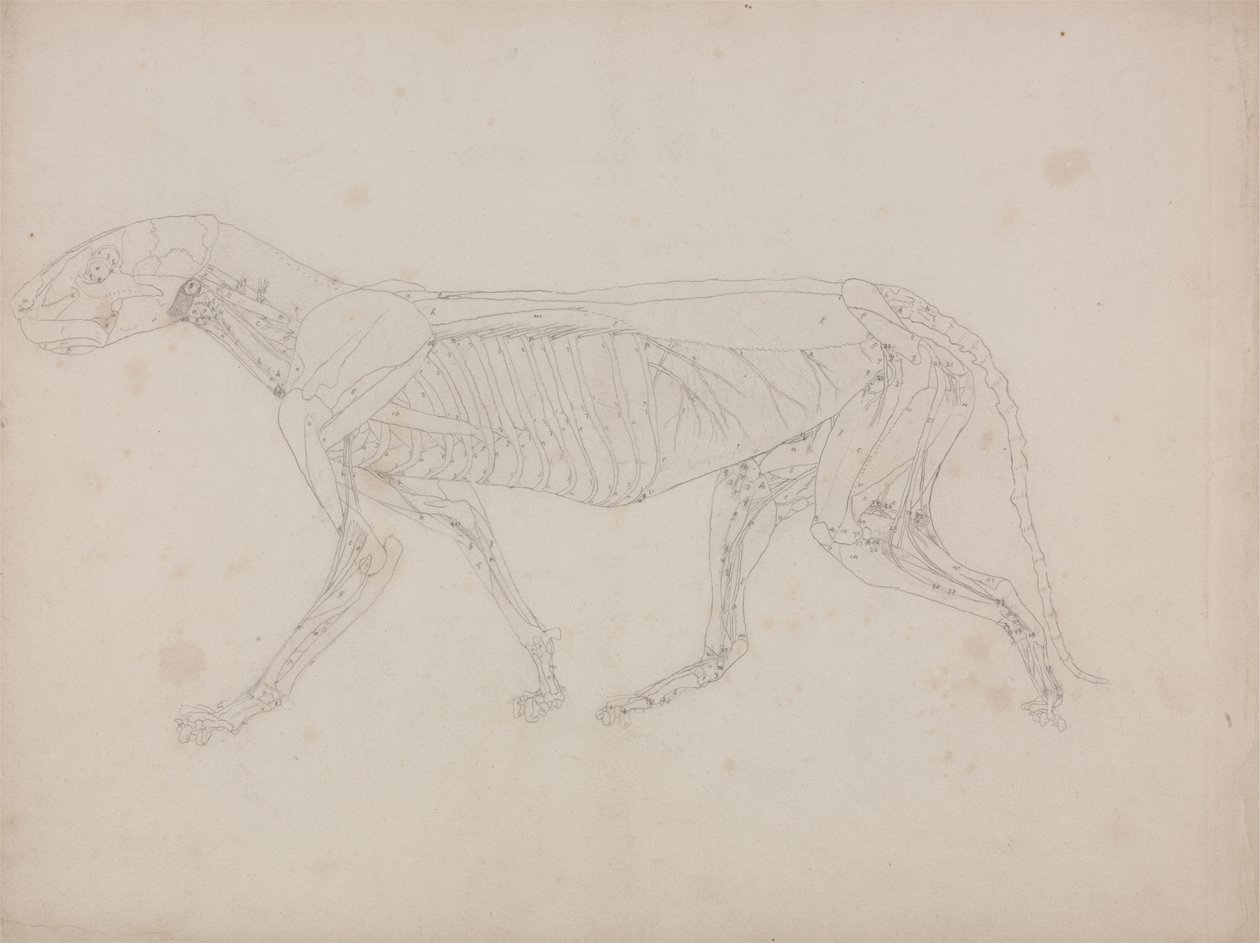 Studium tygrysa, widok boczny, z porównawczej ekspozycji anatomicznej budowy ciała ludzkiego z ciałem tygrysa i drobiu zwyczajnego, c.1795-1806 (grafit na papierze na naboje) autorstwa George Stubbs