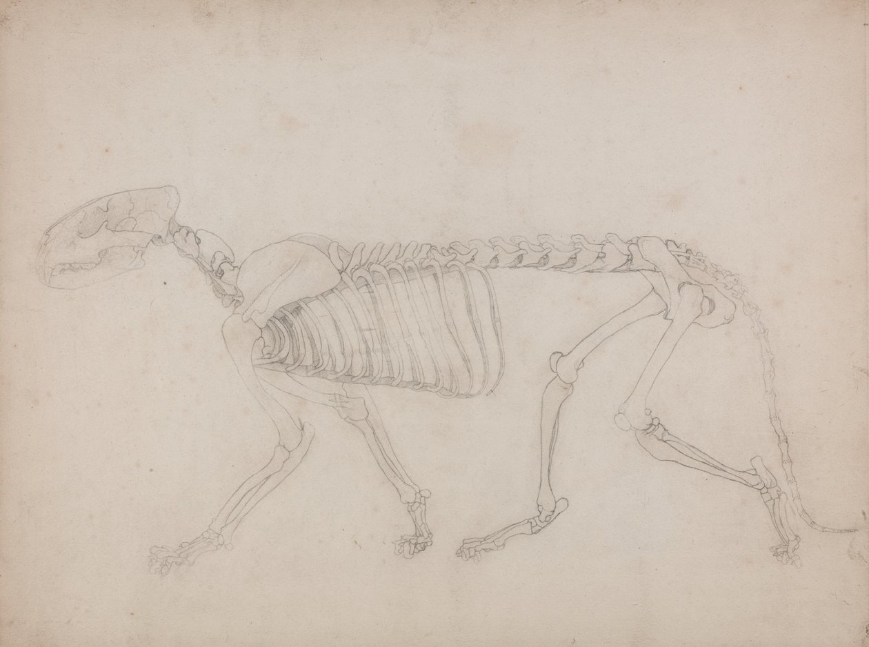 Studium tygrysa, widok boczny, z porównawczej ekspozycji anatomicznej budowy ciała ludzkiego z ciałem tygrysa i ptaka zwyczajnego, 1795-1806 (grafit na grubym papierze tkanym) autorstwa George Stubbs