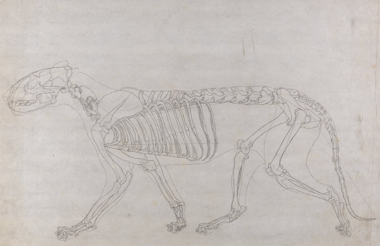 Studium tygrysa, widok boczny, z porównawczej ekspozycji anatomicznej budowy ciała ludzkiego z ciałem tygrysa i drobiu zwyczajnego, 1795-1806 (grafit na cienkim papierze tkanym) autorstwa George Stubbs