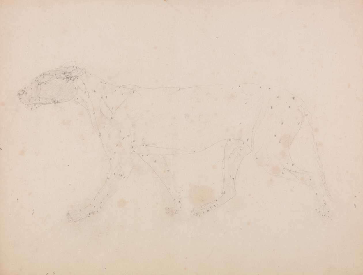 Studium tygrysa, widok boczny, z porównawczej ekspozycji anatomicznej budowy ciała ludzkiego z ciałem tygrysa i drobiu zwyczajnego, 1795-1806 (grafit na papierze tkanym) autorstwa George Stubbs