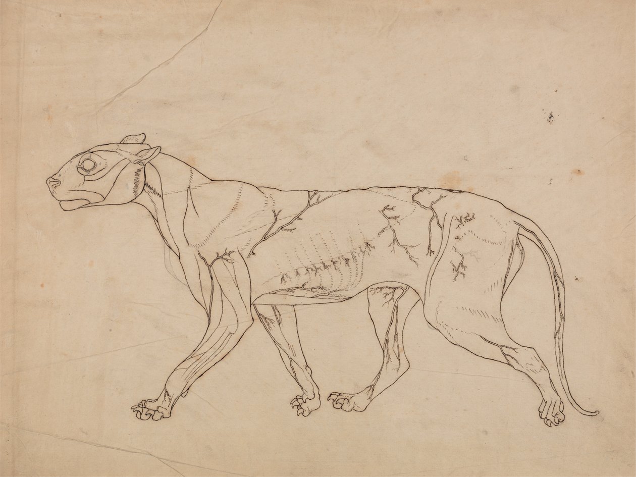 Studium tygrysa, widok boczny, z porównawczej ekspozycji anatomicznej budowy ciała ludzkiego z ciałem tygrysa i ptaka zwyczajnego, 1795-1806 (grafit na grubym papierze tkanym) autorstwa George Stubbs