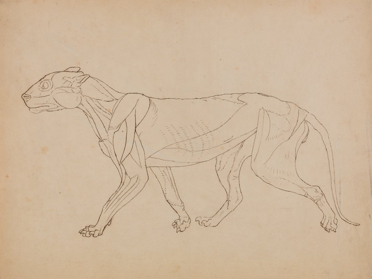 Studium tygrysa, widok boczny, z porównania anatomicznej ekspozycji budowy ciała ludzkiego z ciałem tygrysa i drobiu zwyczajnego, 1795-1806 (pióro i atrament na graficie i kreda na tkaninie autorstwa George Stubbs