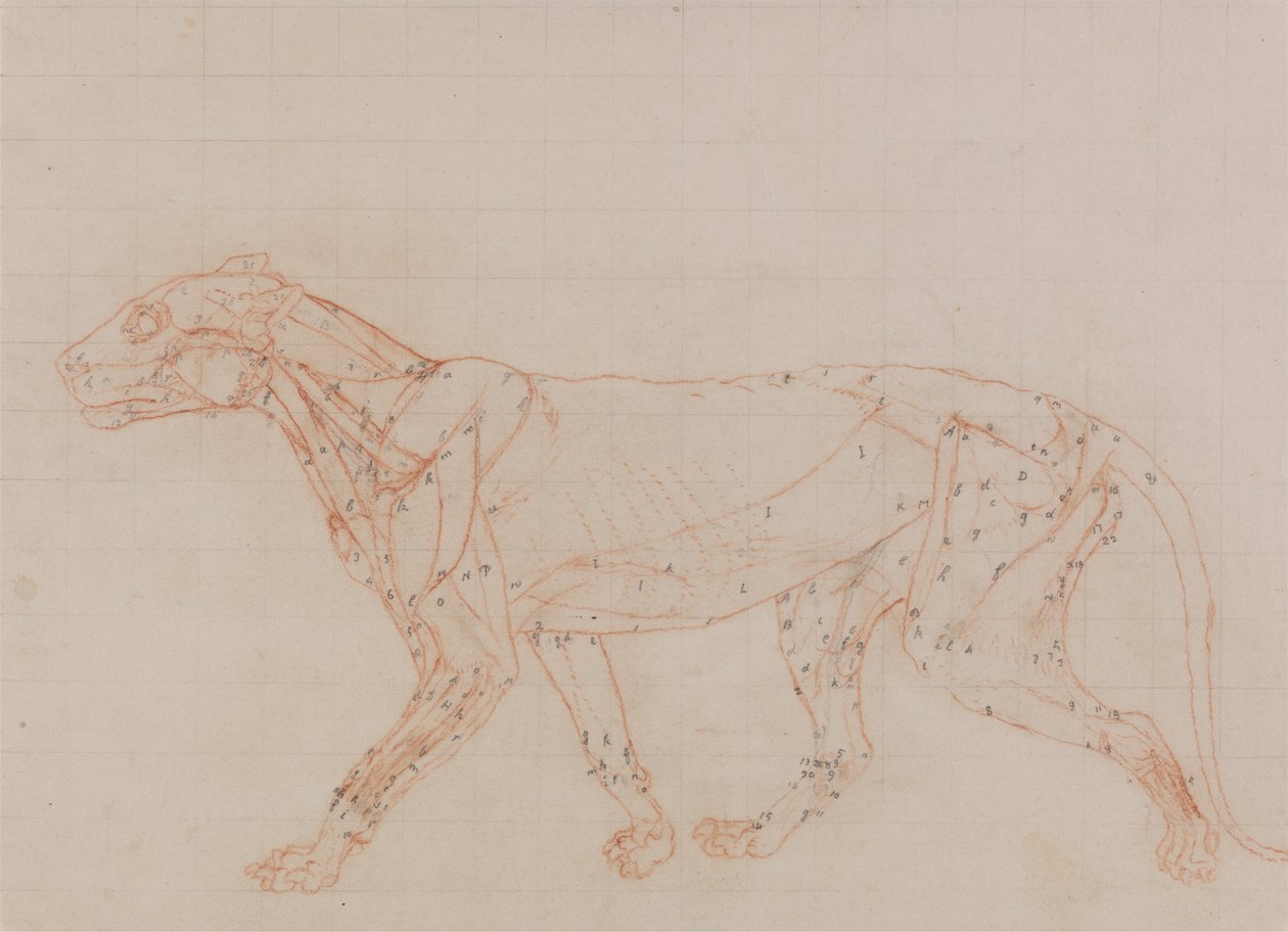 Studium tygrysa, widok boczny, z porównawczej ekspozycji anatomicznej budowy ciała ludzkiego z ciałem tygrysa i drobiu zwyczajnego, 1795-1806 (czerwona kreda i grafit na papierze tkanym) autorstwa George Stubbs