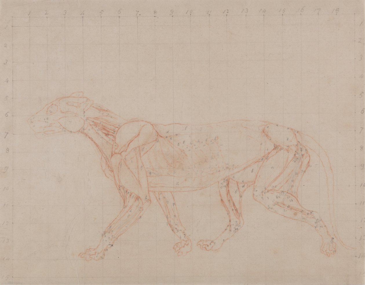 Studium tygrysa, widok boczny, z porównawczej ekspozycji anatomicznej budowy ciała ludzkiego z ciałem tygrysa i ptaka zwyczajnego, 1795-1806 (czerwona kreda grafitowa na papierze tkanym) autorstwa George Stubbs