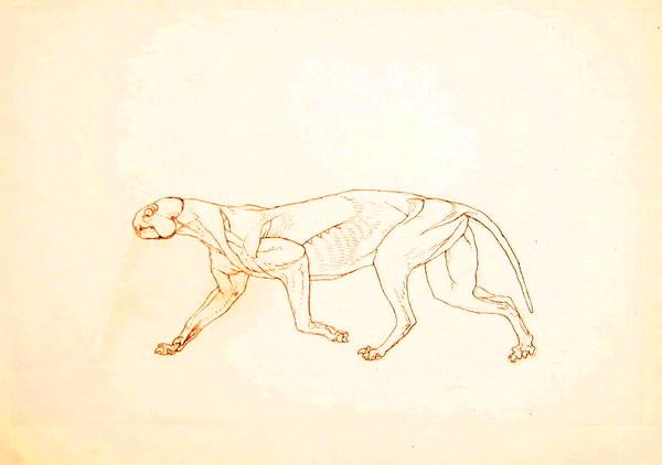 Studium tygrysa, widok boczny, z porównawczej ekspozycji anatomicznej budowy ciała ludzkiego z ciałem tygrysa i drobiu zwyczajnego, 1795-1806 (pióro i atrament na czerwonej kredzie na cienkim tkanym papierze autorstwa George Stubbs