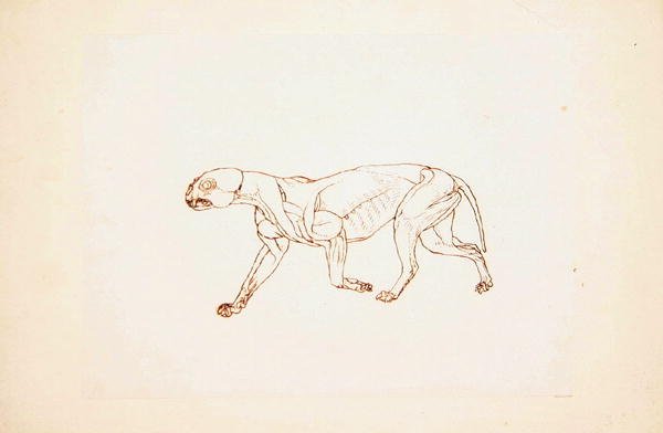 Studium tygrysa, widok boczny, z porównawczej ekspozycji anatomicznej budowy ciała ludzkiego z ciałem tygrysa i drobiu zwyczajnego, 1795-1806 (pióro i atrament na czerwonej kredzie na cienkim tkanym papierze autorstwa George Stubbs