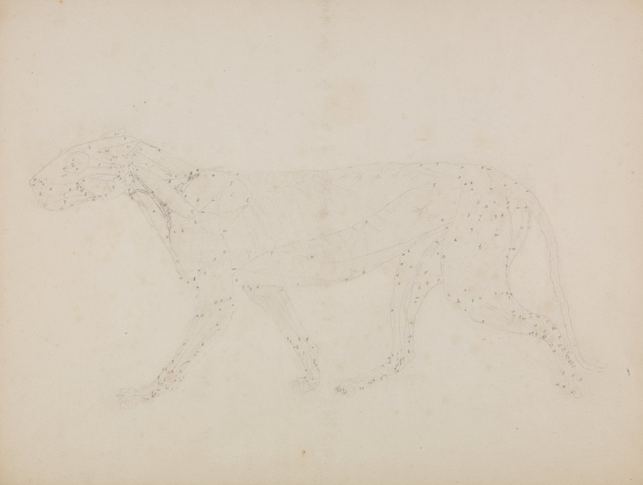 Studium tygrysa, widok boczny, z „Porównawczej anatomicznej ekspozycji budowy ciała ludzkiego z ciałem tygrysa i ptactwa zwyczajnego” autorstwa George Stubbs