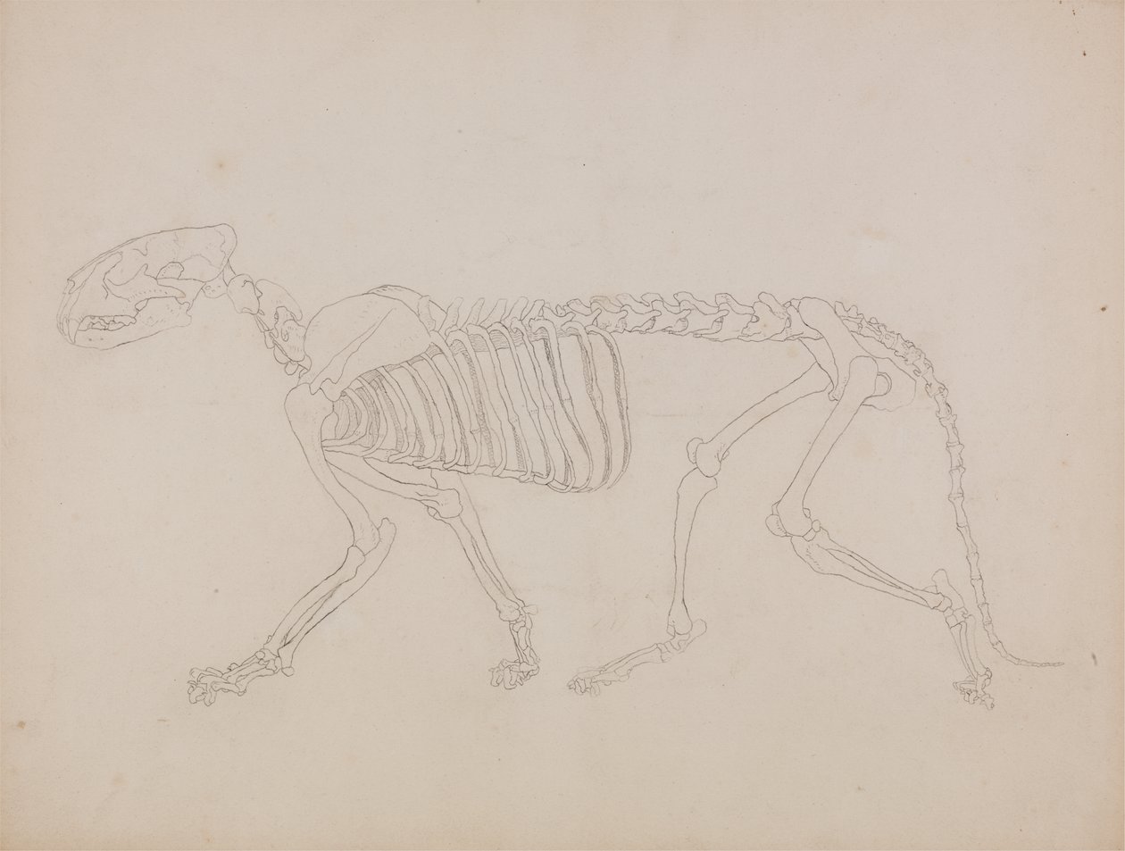 Studium tygrysa, widok boczny, z „Porównawczej anatomicznej ekspozycji budowy ciała ludzkiego z ciałem tygrysa i ptactwa zwyczajnego” autorstwa George Stubbs