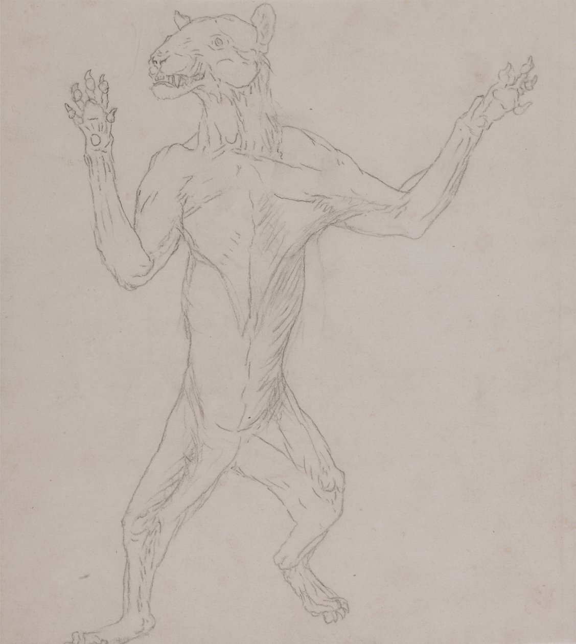 Studium tygrysa stojącego w ludzkiej postawie z Porównawczej ekspozycji anatomicznej budowy ciała ludzkiego z ciałem tygrysa i drobiu zwyczajnego, 1795-1806 (grafit na cienkim papierze tkanym) autorstwa George Stubbs