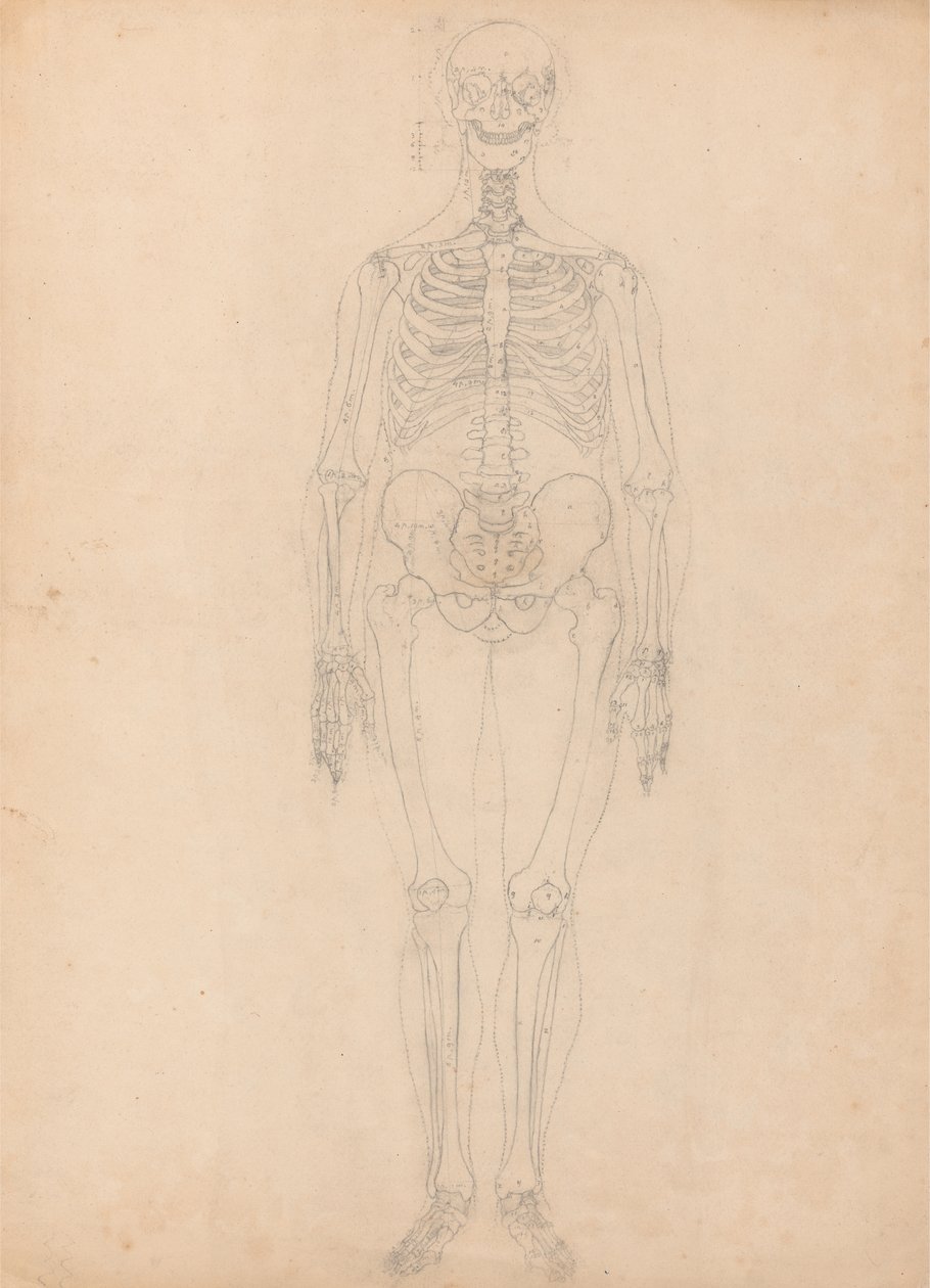 Studium postaci ludzkiej, widok z przodu, diagram klucza do tabeli I, z porównawczej ekspozycji anatomicznej budowy ciała ludzkiego z ciałem tygrysa i drobiu zwyczajnego, c.1795-1806 (g autorstwa George Stubbs