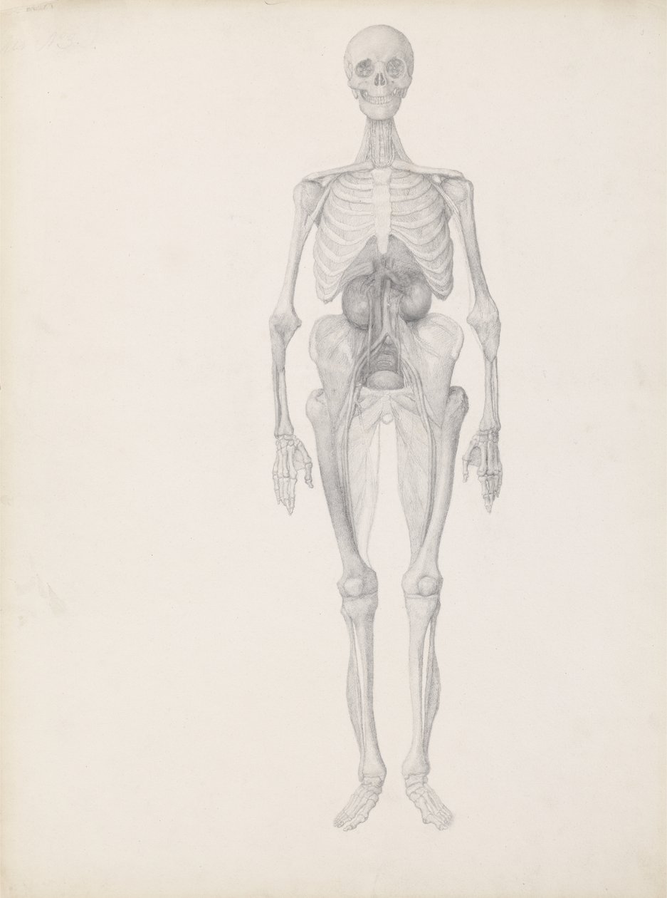 Studium postaci ludzkiej, widok z przodu, końcowy etap sekcji, z „Porównawczej ekspozycji anatomicznej struktury ciała ludzkiego z ciałem tygrysa i drobiu zwyczajnego”, c.1795-1806 ( autorstwa George Stubbs