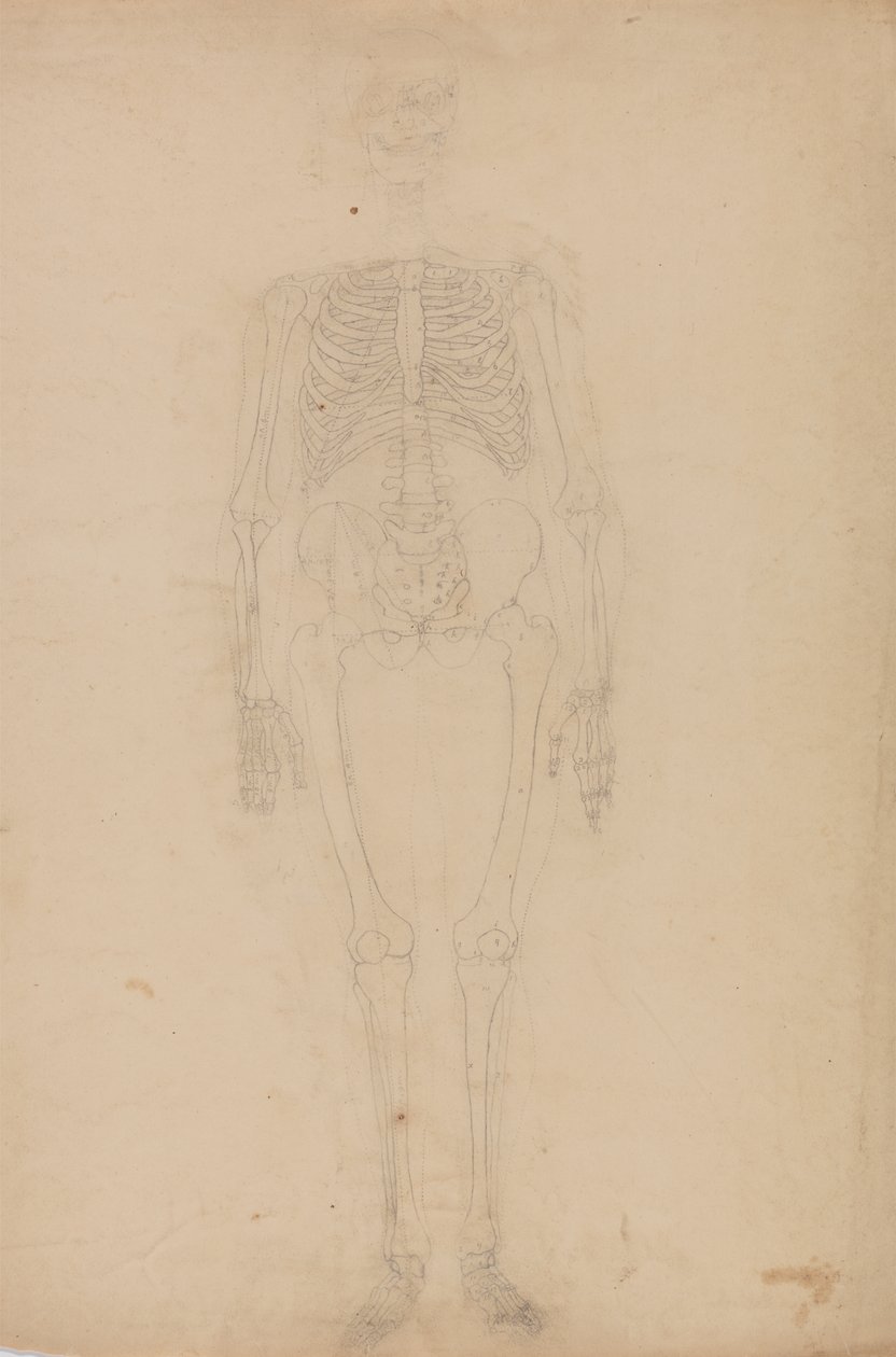 Studium postaci ludzkiej, widok z przodu, z porównawczej ekspozycji anatomicznej budowy ciała ludzkiego z ciałem tygrysa i drobiu zwyczajnego, c.1795-1806 (grafit na papierze) autorstwa George Stubbs