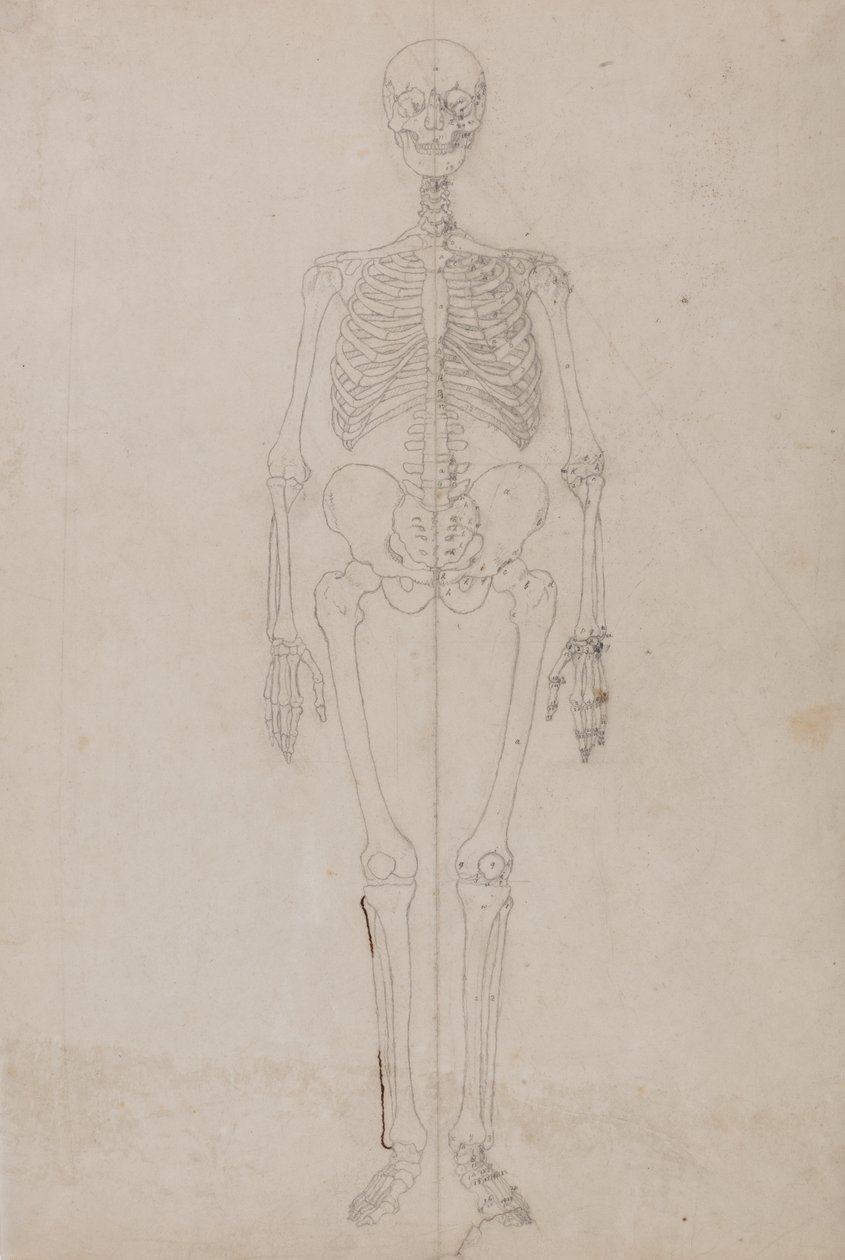 Studium postaci ludzkiej, widok z przodu, z porównawczej ekspozycji anatomicznej struktury ciała ludzkiego z ciałem tygrysa i drobiu zwyczajnego, c.1795-1806 (grafit i tusz na papierze) autorstwa George Stubbs