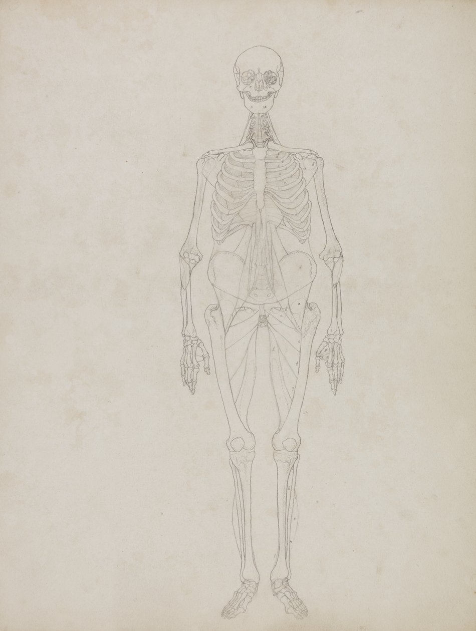 Studium postaci ludzkiej, widok z przodu, z „Porównawczej anatomicznej ekspozycji struktury ciała ludzkiego z ciałem tygrysa i drobiu zwyczajnego”, c.1795-1806 (grafit i tusz na papierze) autorstwa George Stubbs