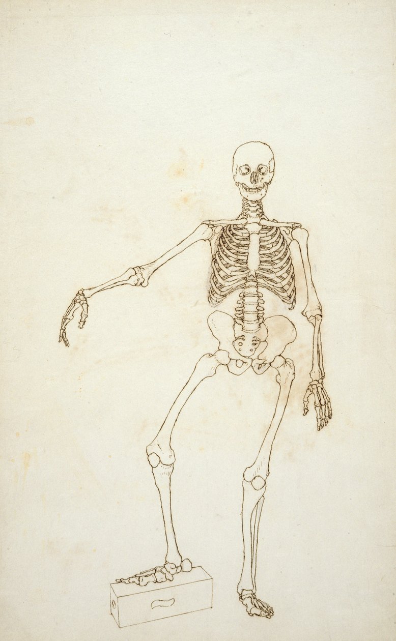 Studium postaci ludzkiej, widok z przodu, z „Porównawczej anatomicznej ekspozycji budowy ciała ludzkiego z ciałem tygrysa i drobiu zwyczajnego” autorstwa George Stubbs