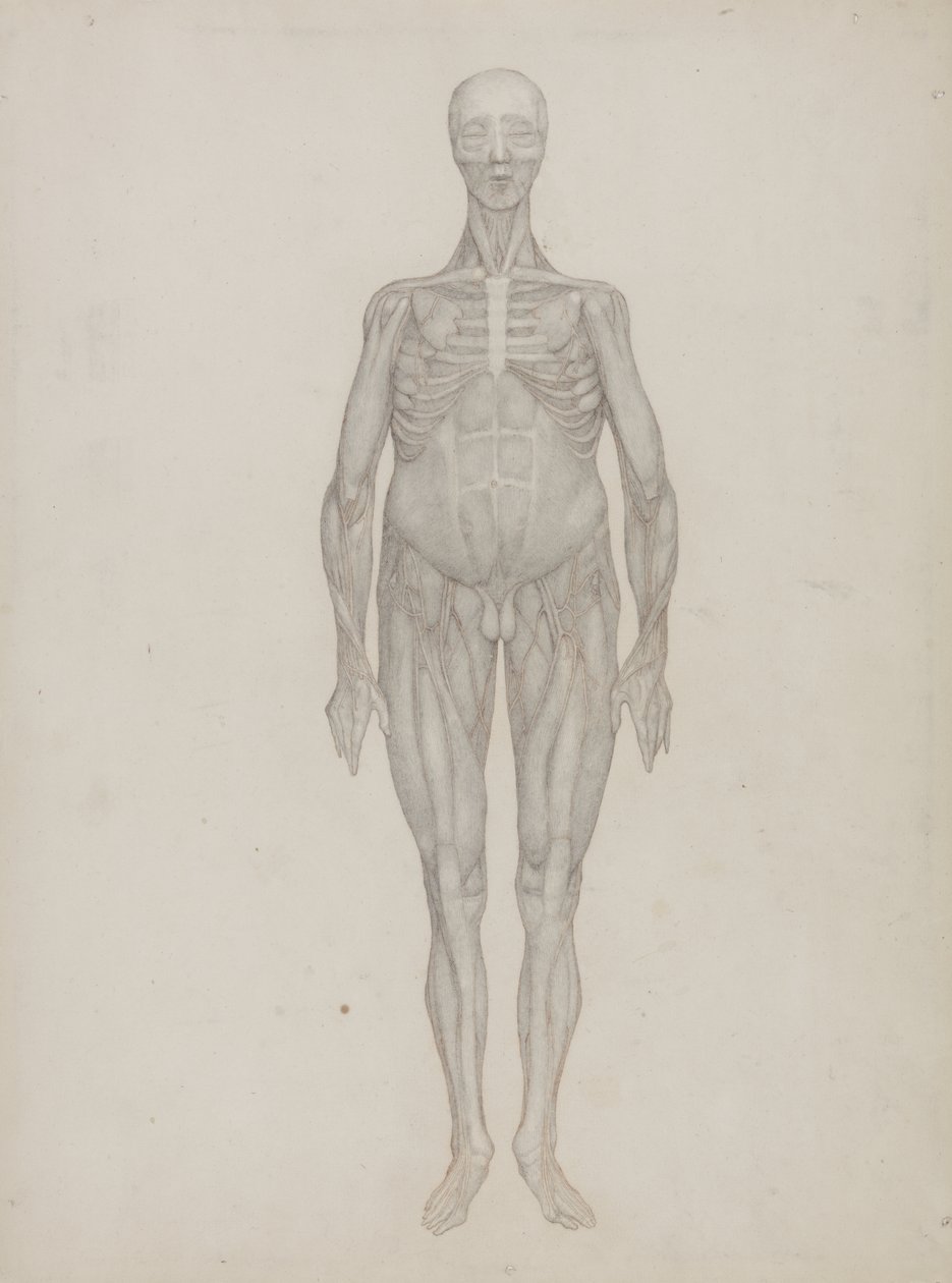 Studium postaci ludzkiej, widok z przodu, z „Porównawczej anatomicznej ekspozycji struktury ciała ludzkiego z ciałem tygrysa i drobiu zwyczajnego”, c.1795-1806 (grafit na papierze na naboje) autorstwa George Stubbs