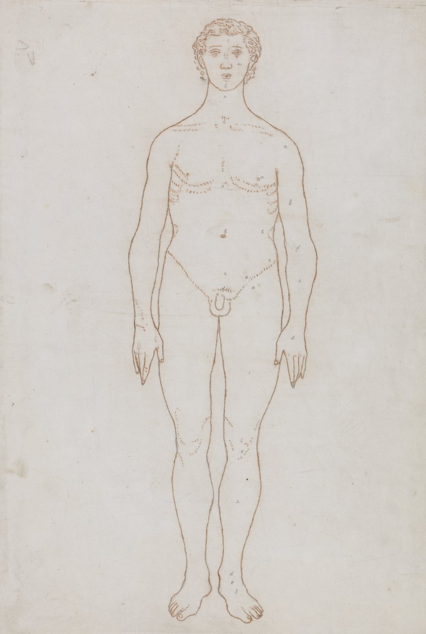 Studium postaci ludzkiej, widok z przodu, z „Porównawczej anatomicznej ekspozycji struktury ciała ludzkiego z ciałem tygrysa i drobiu zwyczajnego”, c.1795-1806 (czerwona kreda na papierze) autorstwa George Stubbs