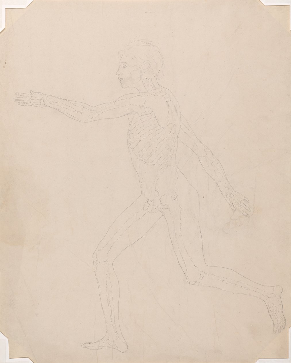 Studium postaci ludzkiej, widok z boku, porównanie anatomiczne wystawienia budowy ciała ludzkiego z ciałem tygrysa i drobiu zwyczajnego, c.1795-1806 (grafit na papierze na naboje) autorstwa George Stubbs
