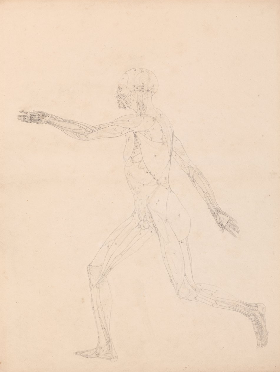 Studium postaci ludzkiej, widok boczny, schemat klucza do tabeli XIII, z Porównawczej ekspozycji anatomicznej budowy ciała ludzkiego z ciałem tygrysa i drobiu pospolitego, 1795-1806 (g autorstwa George Stubbs
