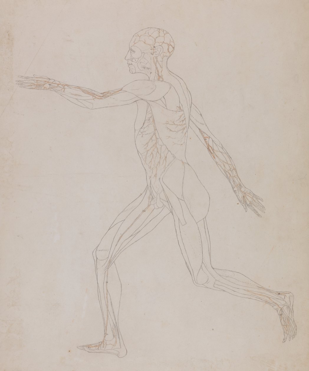 Studium postaci ludzkiej, widok boczny, z porównawczej ekspozycji anatomicznej budowy ciała ludzkiego z ciałem tygrysa i drobiu zwyczajnego, c.1795-1806 (grafit na papierze) autorstwa George Stubbs