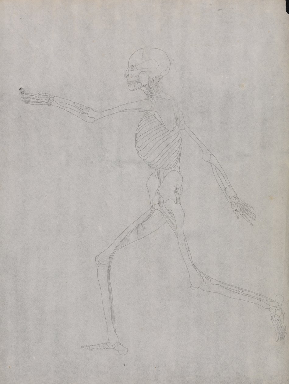 Studium postaci ludzkiej, widok boczny, z porównawczej ekspozycji anatomicznej budowy ciała ludzkiego z ciałem tygrysa i drobiu zwyczajnego, 1795-1806 (grafit na grubym papierze tkanym) autorstwa George Stubbs