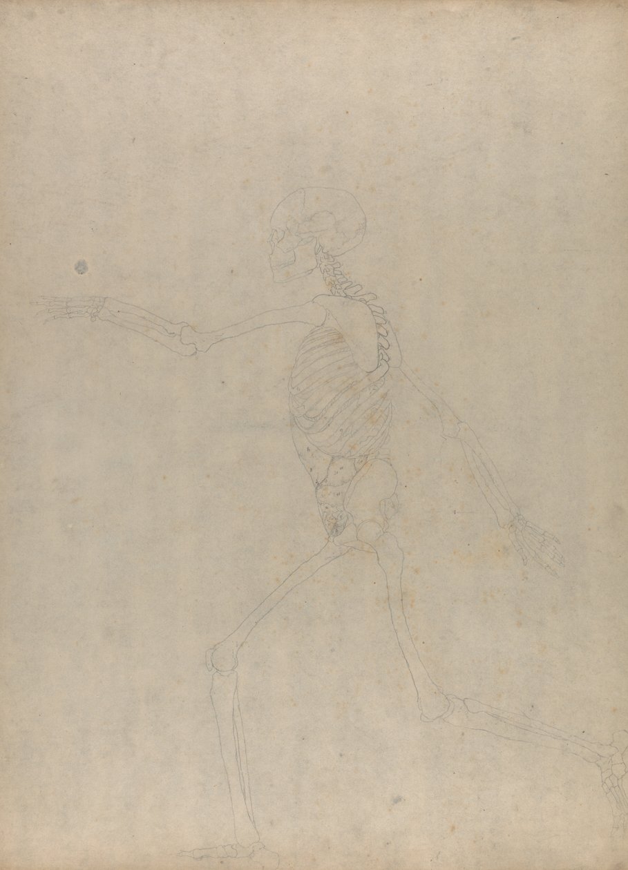 Studium postaci ludzkiej, widok boczny, z porównawczej ekspozycji anatomicznej budowy ciała ludzkiego z ciałem tygrysa i drobiu zwyczajnego, 1795-1806 (grafit na grubym papierze tkanym) autorstwa George Stubbs