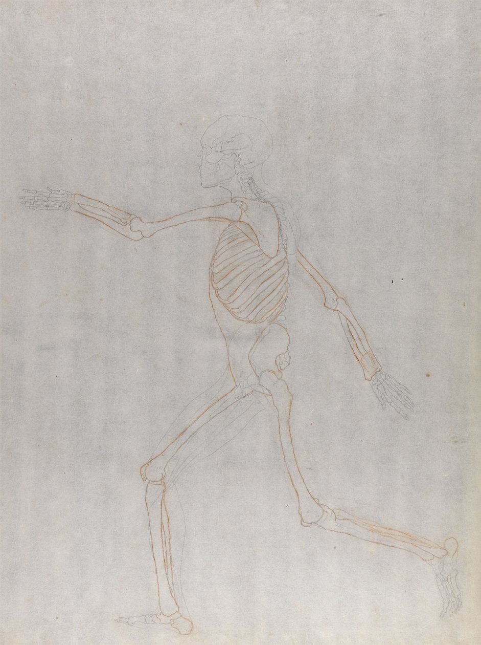 Studium postaci ludzkiej, widok boczny, z porównawczej ekspozycji anatomicznej budowy ciała ludzkiego z ciałem tygrysa i drobiu zwyczajnego, 1795-1806 (grafit i czerwona kreda na cienkiej autorstwa George Stubbs