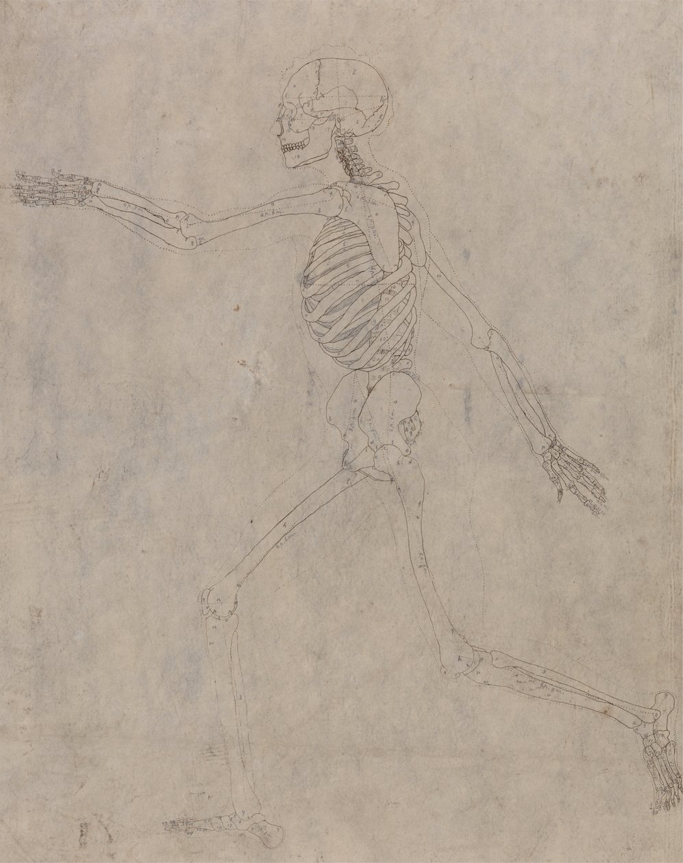 Studium postaci ludzkiej, widok boczny, z porównawczej ekspozycji anatomicznej budowy ciała ludzkiego z ciałem tygrysa i drobiu zwyczajnego, 1795-1806 (grafit z tuszem na grubym splocie autorstwa George Stubbs