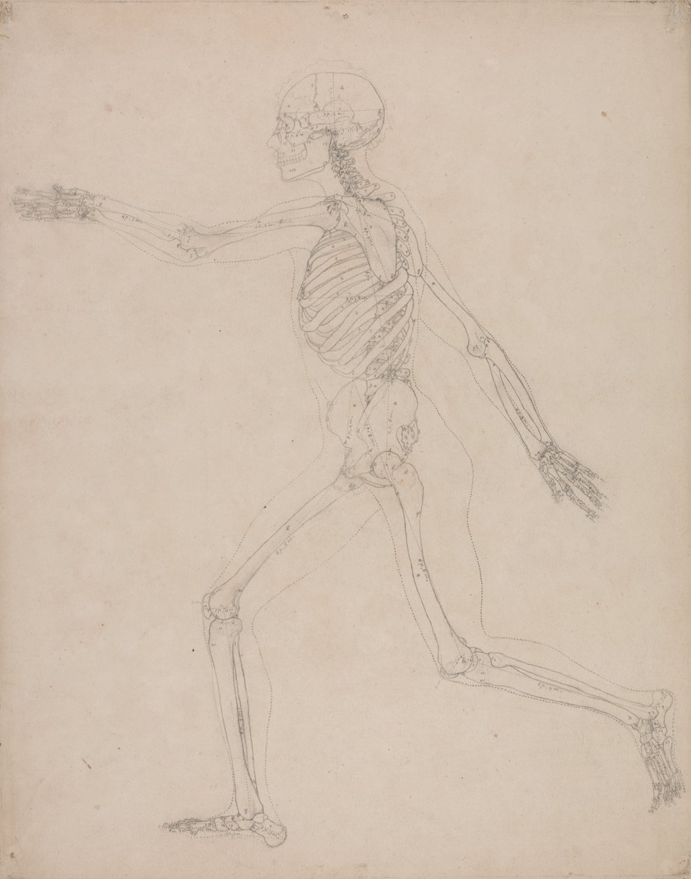 Studium postaci ludzkiej, widok boczny, z porównawczej ekspozycji anatomicznej budowy ciała ludzkiego z ciałem tygrysa i drobiu zwyczajnego, 1795-1806 (grafit na grubym papierze tkanym) autorstwa George Stubbs