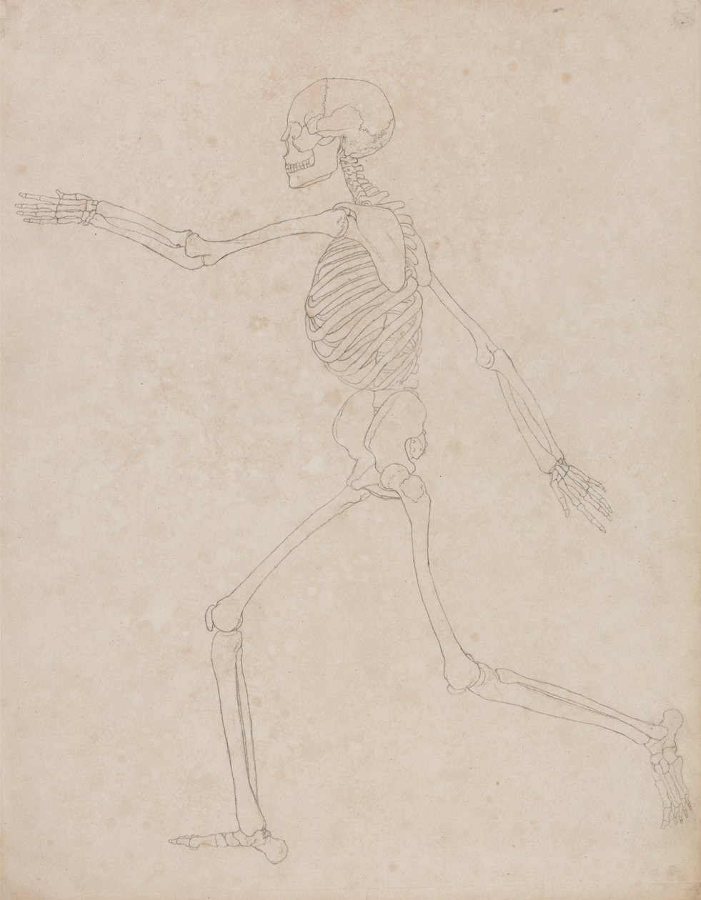 Studium postaci ludzkiej, widok boczny, z porównawczej ekspozycji anatomicznej budowy ciała ludzkiego z ciałem tygrysa i drobiu zwyczajnego, 1795-1806 (grafit na grubym papierze tkanym) autorstwa George Stubbs